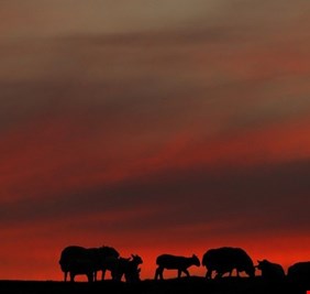 العالم على أعتاب أزمة غذاء تهدد 800 مليون شخص