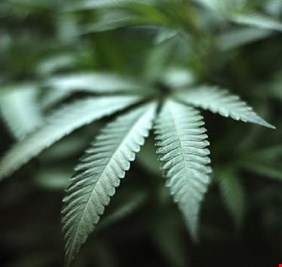 علماء يكتشفون مفتاح علاج سرطان مدمر في نبات شائع