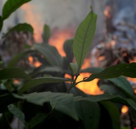 البرازيل تتراجع عن رفضها لمساعدات الأمازون.. بشرط!