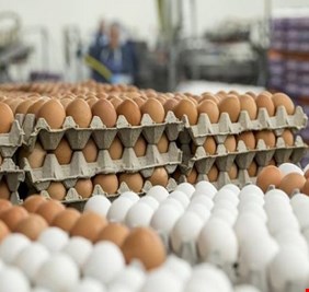 الزراعة: قرار منع استيراد البيض دفع تركيا لبيع حقول دواجنها قطع غيار للعراقيين