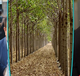 الحلبوسي يقبل تحدي الأمم المتحدة بزرع شجرة من أجل السلام