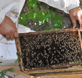 كربلاء تنتج 120 طنا من العسل الطبيعي هذا العام