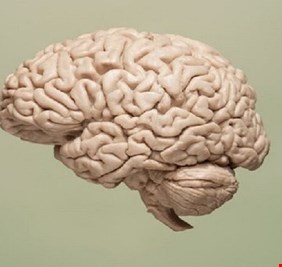 تدريب الدماغ مفتاح التخلص من الوزن الزائد