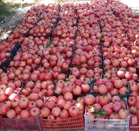 الزراعة تقرر منع استيراد محصول الرمان