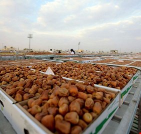 الزراعة تعلن بدء تصدير التمور الى الخارج