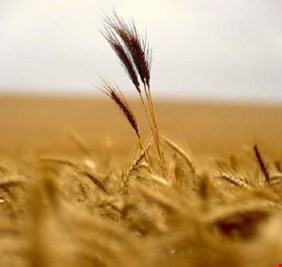 العراق يخطط لاستيراد 750 ألف طن من القمح العام القادم