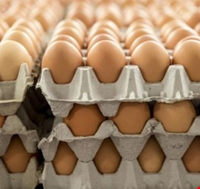 بابل تحقق الاكتفاء الذاتي من بيض المائدة وتتطلع لتحقيقه في الشلب