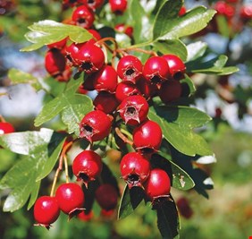 فاكهة تساهم في خفض الكوليسترول!