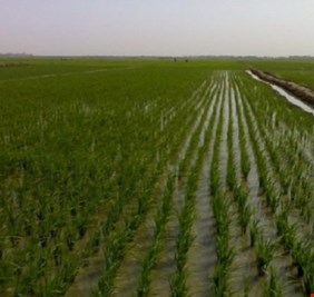 وزير التجارة: حملة تسويق الشلب تجاوزت الـ150 ألف طن