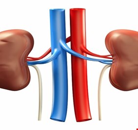 أسباب تكون الحصى في الكلى