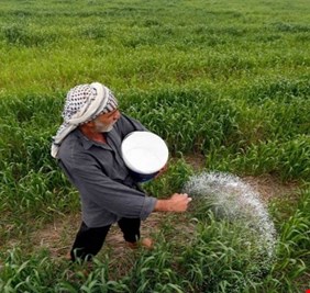 الاسواق الاميركية تبدي رغبتها باستيراد الرز العراقي