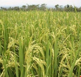 النجف تتوقع وصول كميات انتاجها للشلب للعام الحالي إلى 200 الف طن