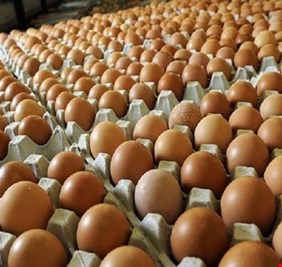 العراق يتطلع لتصدير البيض في الربع الأول من 2020