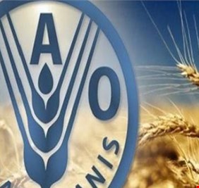 فاو: صعود أسعار الغذاء العالمية للشهر الثالث في كانون الاول