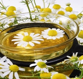 مغلي البابونج يفيد مرضى السكري