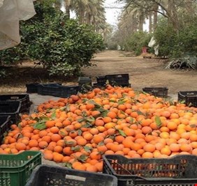 بابل تعلن تحقيق الاكتفاء الذاتي من المحاصيل الزراعية والثروة الحيوانية