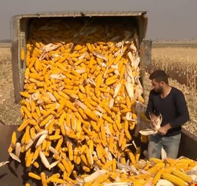 تسويق 2000 طن من محصول الذرة الصفراء في كربلاء