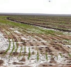 زراعة المثنى تخطط لاستثمار مليون دونم في البادية