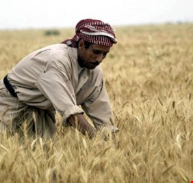 الزراعة: محاصيل الحنطة والشعير نجت من موجة الثلوج