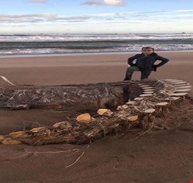 هيكل عظمي غامض على الشاطئ الإسكتلندي يشعل الإنترنت بوحش لوخ نيس الأسطوري