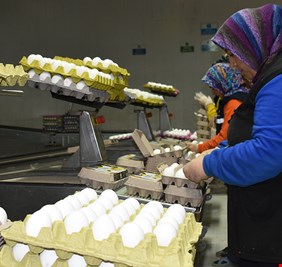 العراق أكثر دول العالم استيراداً للبيض التركي