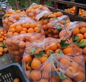 جمعيات ديالى الفلاحية: اغلاق الحدود لن يؤدي لارتفاع الأسعار