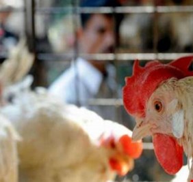 خمسة مليار دينار خسارة دواجن الاقليم بسبب كورونا