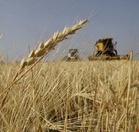 ذي قار تباشر بعملية الحصاد الموسمي لمحصولي الحنطة والشعير