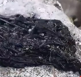 مخلوق أسود غامض يثير حيرة واستغراب مستخدمي شبكات التواصل