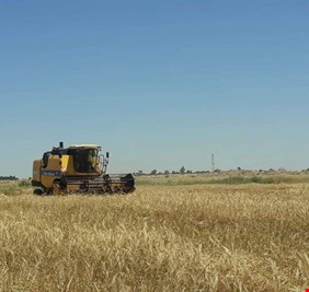 ذي قار ترجح سد حاجتها من انتاج الحنطة للموسم الحالي