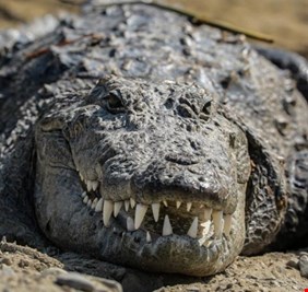 نفوق تمساح هتلر بحديقة للحيوان في موسكو