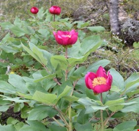 60 ألف ليرة تركية عقوبة من يقطف أو يتسبب بضرر لزهرة الشقائق