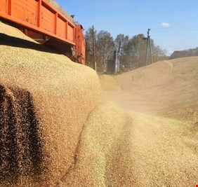 مسؤول أوكراني عن سرقة في احتياطيات الحبوب: الفئران التهمت 2.7 ألف عربة