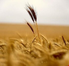 أسعار الغذاء العالمية تصل لأدنى مستوى منذ 2018