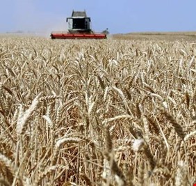 الانبار تعلن تسويق 240 الف طن من محصول الحنطة وتؤكد قرب انتهاء موسم الحصاد