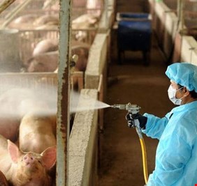 بعدنا بمصيبة فايروس كورونا (أبو الخفافيش)، الصين (تبشرنا) بفايروس (أبو الخنازير)، وهو  أشد فتكاً من شقيقه !