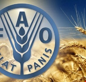 فاو : أسعار الغذاء العالمية ترتفع لأول مرة في 2020