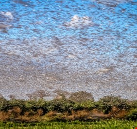 غزو الجراد في شرق إفريقيا يحمل رسالة قد تكون سيئة!