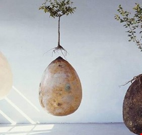 اختراع كبسولة تحول جثتك لشجرة بعد موتك