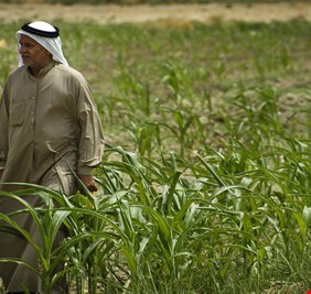 الرافدين يعلن صرف المستحقات المالية للفلاحين والمزارعين