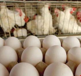 ديالى: فلاحون وراء ارتفاع معدلات انتاج اللحوم البيضاء والاسماك