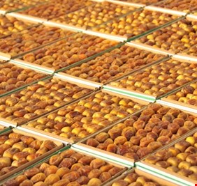 العراق يعتزم تصدير التمور إلى 10 دول تشرين الثاني المقبل