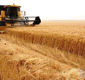 الزراعة تسمح بحركة نقل محصولي الحنطة والشعير بين المحافظات