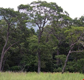 أخطر شجرة في العالم