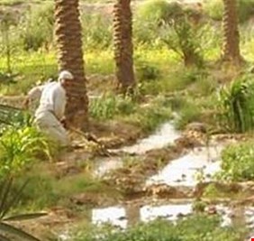 سلة ديالى تعلن فقدانها نصف مزارعيها وتتحدث عن” موسم اسود”