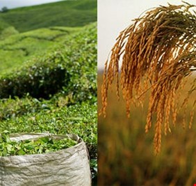 الكشف عن اختفاء ارباح العراق من اراضي الرز والشاي التي يمتلكها بفيتنام