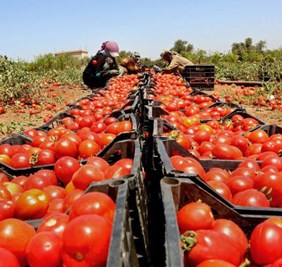 الزراعة النيابية: 2020 عام الاكتفاء الذاتي وهذه حصيلة المحاصيل الممنوعة من الاستيراد