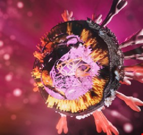 العلماء يكشفون عن تفصيل أساسي حول فيروس كورونا!