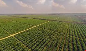 مزارع عملاقة وعقارات ومصفى نفط.. نائبة تتحدث عن أملاك العراق في الخارج وإمكانية الاستعانة بها