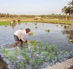 الزراعة: سندعم الدخل القومي بنسبة 18 بالمائة